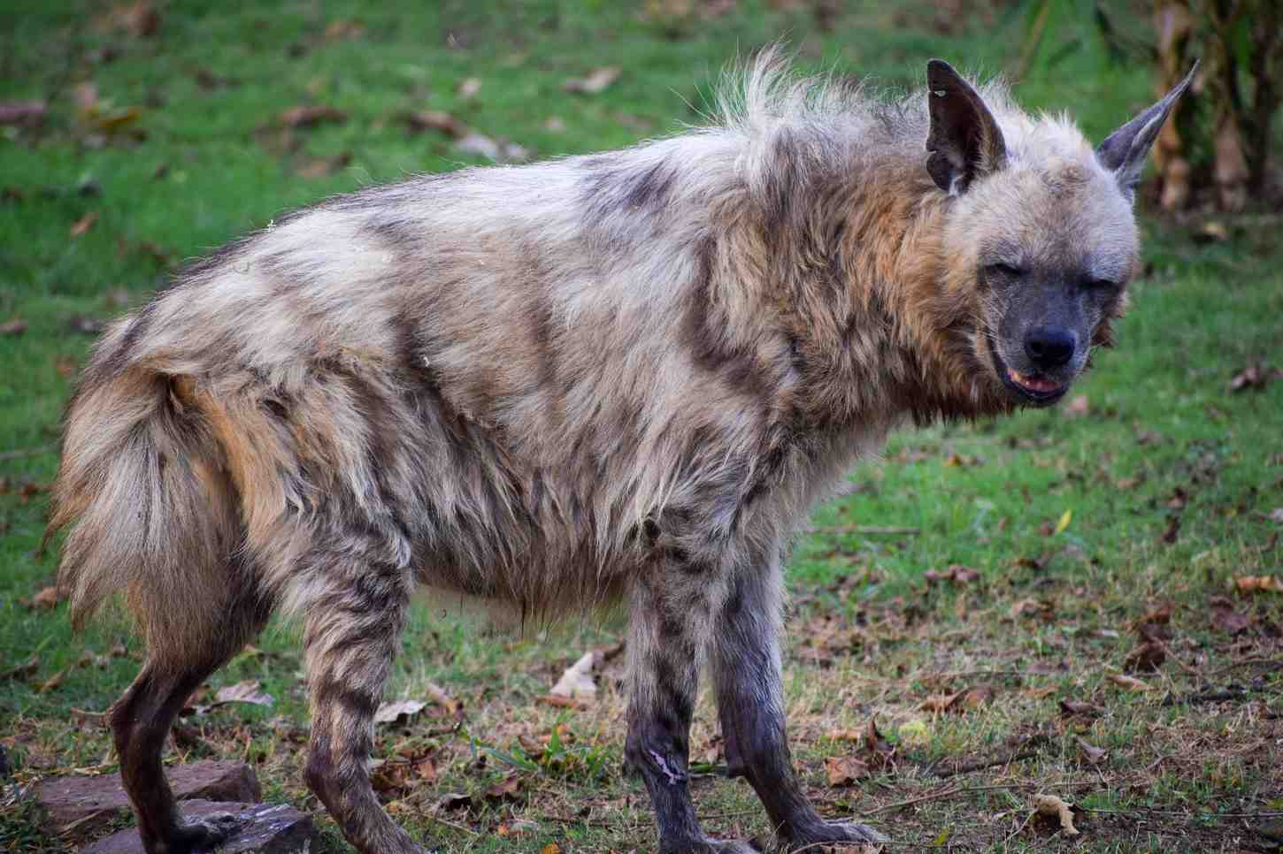 Striped Hyena
